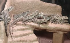 Baby Lewisi Iguanas.jpg