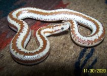 Male 11-30-2020.jpg