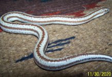 Female 11-30-2020.jpg
