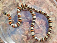 Central Plains male 1.jpg