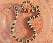 Central Plains male 2.jpg
