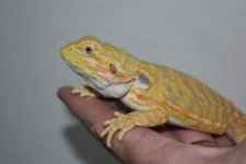 Citrus Hypo leather female 1..jpg