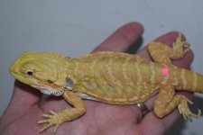 Citrus Hypo leather female 1.jpg