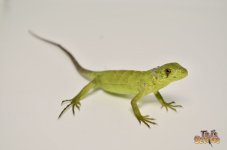 bananaphasespiny1.jpg