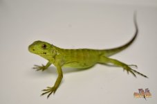 bananaspinytail.jpg