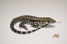 Blue Cross Tegu HET albino.jpg
