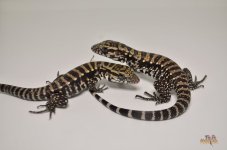 Blue Cross Tegu HET albino2.jpg