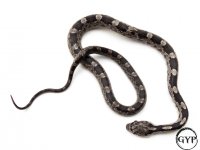 BlackRatF1 (1 of 1).jpg