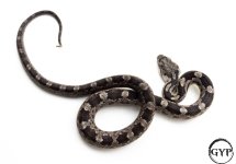 BlackRatF4 (1 of 1).jpg