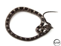 BlackRatF2 (1 of 1).jpg