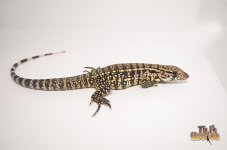 BLUE CROSS TEGU 50% POSS HET ALBINO.jpg