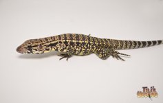 BLUE CROSS TEGU 50% POSS HET ALBINO1.jpg