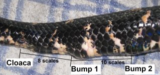 Sept 2020 bump labelled.jpg