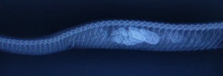 6 Jan 2021 Lateral.jpg