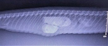 19 Jan 2021 Lateral.jpg