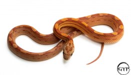 HypoMotleyCornF3 (1 of 1).jpg