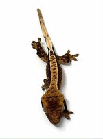 gecko1.jpg