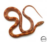 HypoMotleyCornF2 (1 of 1).jpg
