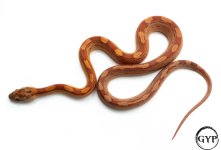 HypoMotleyCornF1 (1 of 1).jpg