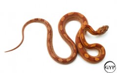 HypoMotleyCornF4 (1 of 1).jpg