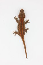 FauUp.jpg