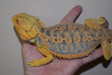 Citrus Tiger Male 1.jpg