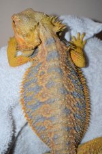 Citrus Tiger Male 1..jpg