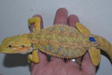 Citrus Tiger Hypo Male 8.jpg