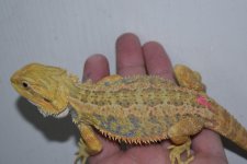 Citrus Tiger Hypo GS Female 7.jpg