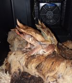 20201221_042815.jpg