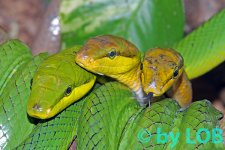Gonyosoma-oxycephalum-118.jpg
