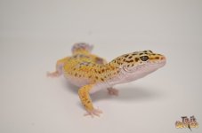 adultleopardgecko.jpg