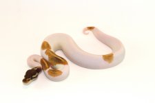 0.1 Mojave YB GeneX Pied.jpg