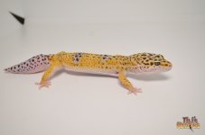 adultleopardgecko1.jpg