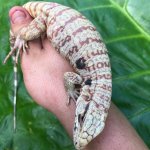 fireicexblueicealbino1.jpg