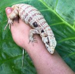 fireicexblueicealbino2.jpg