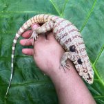 fireicexblueicealbino3.jpg