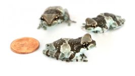 amazon_milk_frog_-_trachycephalus_resinifictrix_2_.jpg