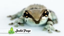amazon_milk_frog_-_trachycephalus_resinifictrix_cbp_josh_s_frogs_3_.jpg