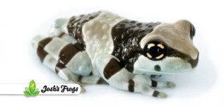 amazon_milk_frog_-_trachycephalus_resinifictrix_cbp_josh_s_frogs_5_.jpg