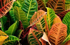 croton-foliage.jpg