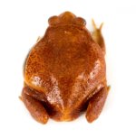 tomato_frog_-_dycophus_guineti_1_.jpg