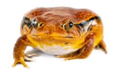 tomato_frog_-_dycophus_guineti_6_.jpg