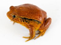 tomato_frog_-_dycophus_guineti_8_.jpg