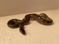 IMG_6083.jpg