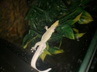 Phelsuma k1.jpg