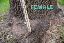 Female2.jpg