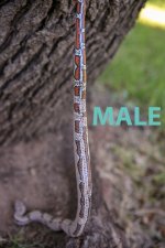 male2.jpg