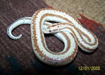 Female 12-1-2020 2.jpg