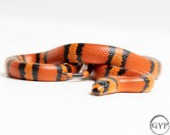 200924TangerineHETTangerineAlbino2-3.jpg
